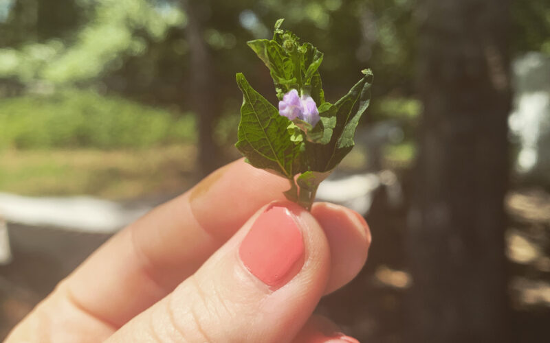 Folk and community herbalist Renée Camila holding a Skullcap flower.