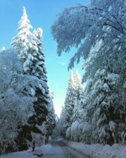 Nicoya herbalist Renée Camila
