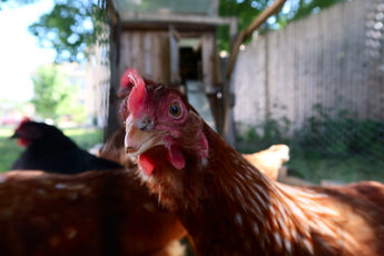 photo on a red chicken with a few other hens in the background
