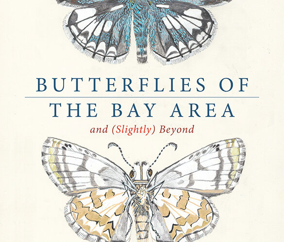 Cover of Butterflies of the Bay Area and (Slightly Beyond)
