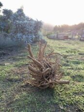 Renée Camila root medicine herbalism