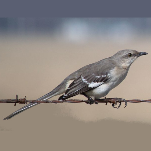 photo of a mockingbird resting on barbed wire with the words "TFSR 11-16-25 | Updates on the Prairieland Case (with NLG and DFW Support Committee)