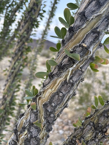 Ocotillo