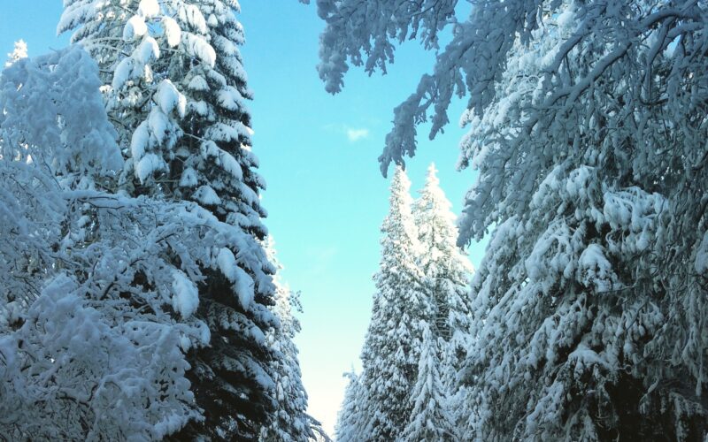 Herbs for Sleep Winter Spellwork Spells