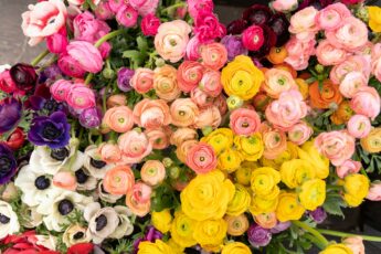 Bright yellow, pink, white, and purple flowers.