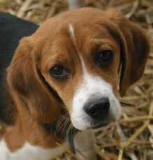 Cute Beagle Dog - Public Domain