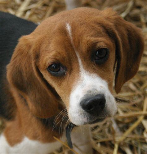 Cute Beagle Dog - Public Domain