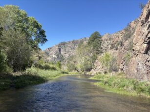 Riparian critical habitat recovering after feral cattle removal along the Gila River in the Gila Wilderness. Photo credit: Center for Biological Diversity.