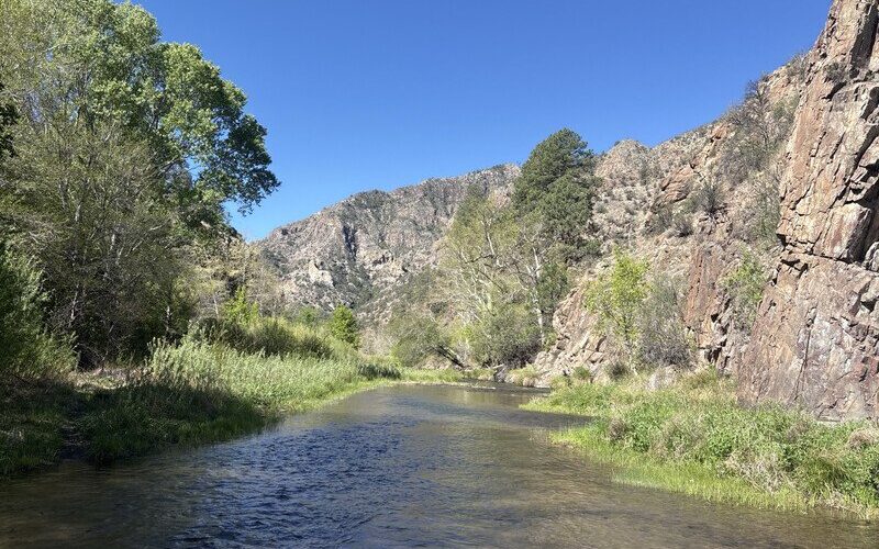 Riparian critical habitat recovering after feral cattle removal along the Gila River in the Gila Wilderness. Photo credit: Center for Biological Diversity.