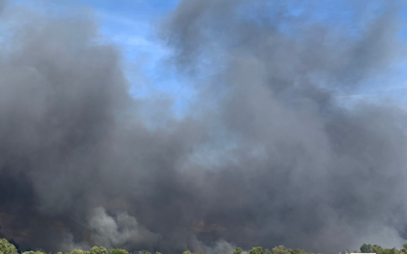 Herbs for Fire Season