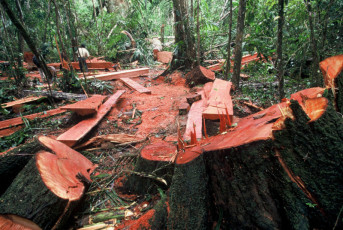 Illegal logging in the lowland rainforest. Loggers with illegally cut, highly quoted cedro tree (Cedrela odorata). Lowland rainforest along the Rio Las Piedras, near the Alto Purus Reserved Zone, department Madre de Dios, Peru.