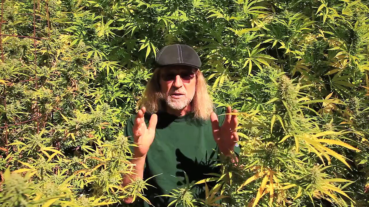 Петлюра конопля клип марихуана семена на заказ