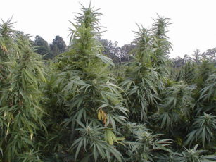 1024px-u-s-_government_medical_marijuana_crop-_university_of_mississippi-_oxford