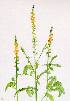 Some Favorite Herbs – June 1, 2017