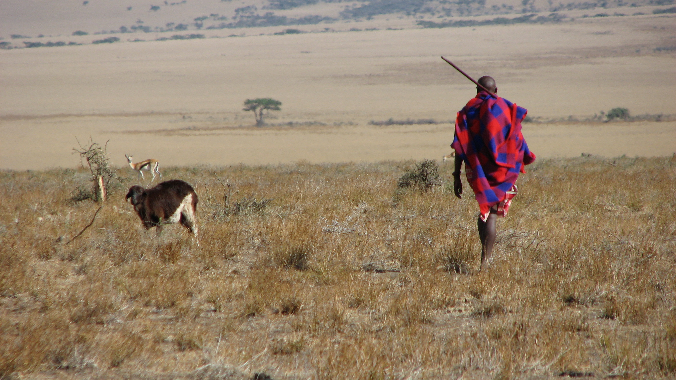 Conservation and the Maasai