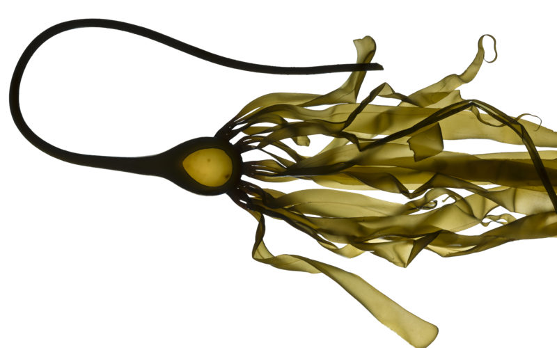 bull kelp