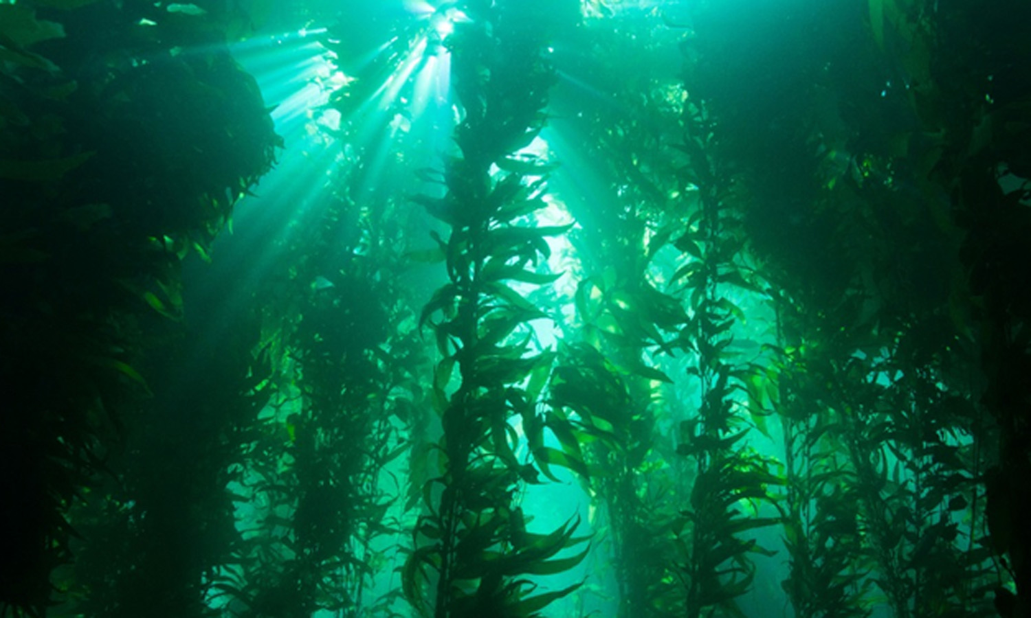 Fighting the Tide: Efforts to Restore the California Kelp Forest | KPFA