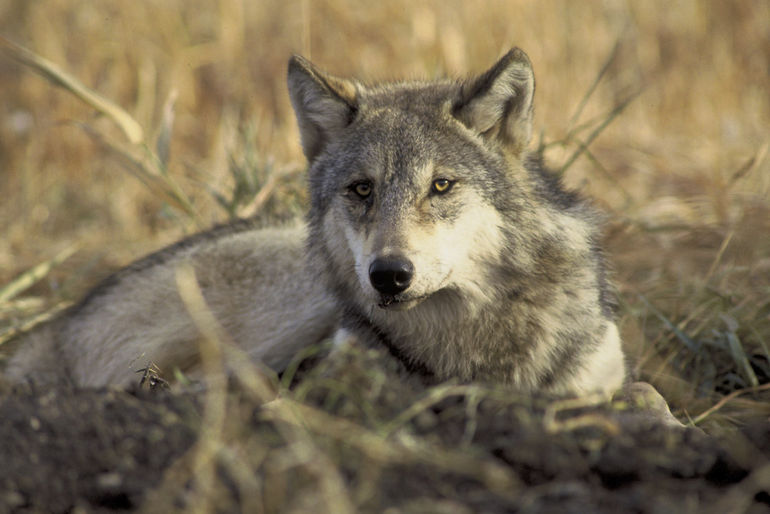 SF special election; Gray wolves’ receive protections; Gas company profits and new CA tax proposals; Plus, eviction protections