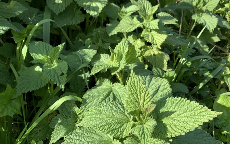 Urtica dioica, the herbal highway, renée camila, la yerba buena herbs, Nettle, Stinging Nettle