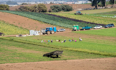 Landscape shot of farmworkers at work at strawberry fields in Pajaro Valley, Monterey County.