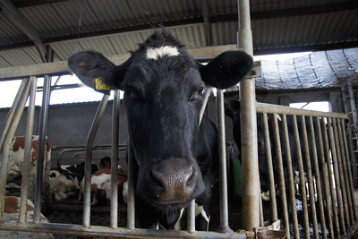 An adult cow in a dairy farm shed