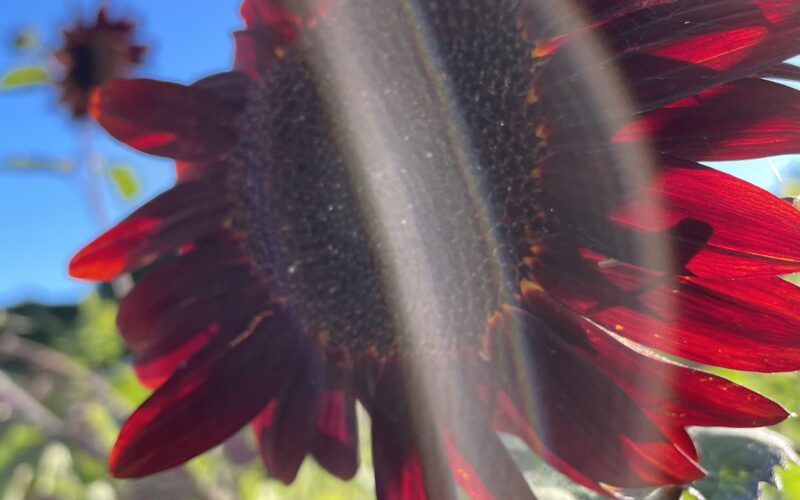 A bright red sunflower against the blue sky