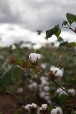 Photo of a Sustainable Cotton Plant