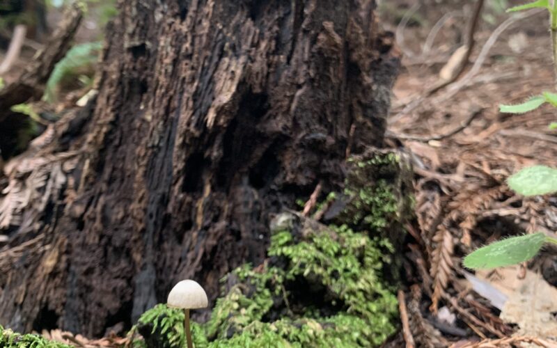 Redwood bark, moss, and tiny mushroom.