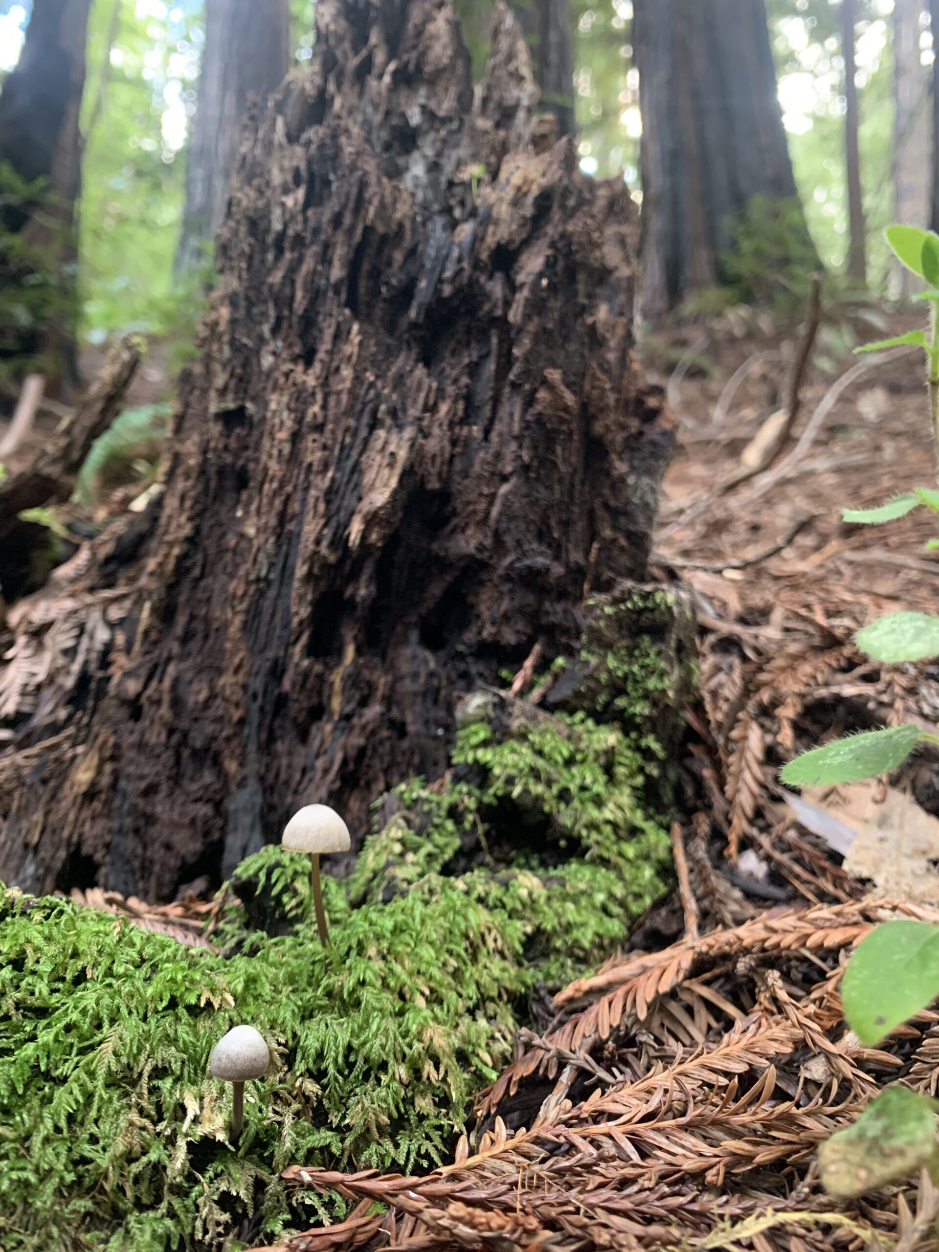 Medicinal Ecologies: Redwood Forest – February 13, 2024