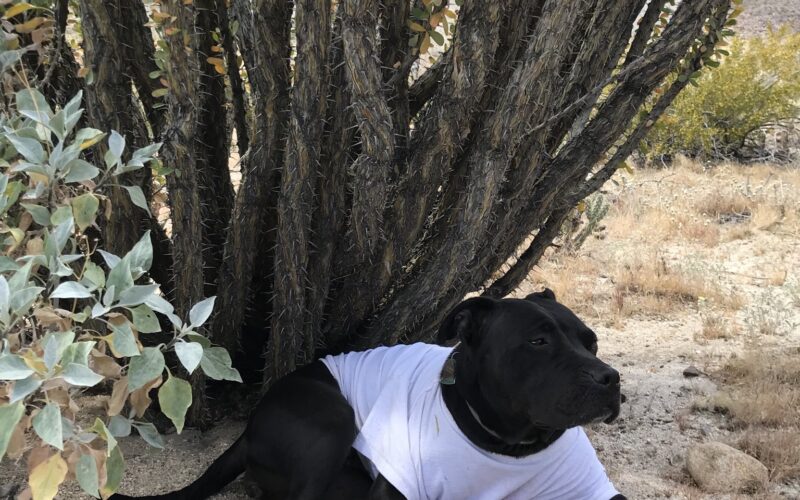 Baby the pit bull resting under an Ocotillo plant
