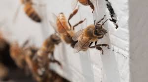 Pic of honey bees
