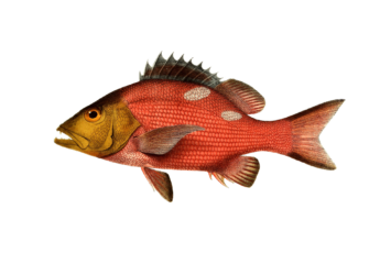 Episode 185 - Backtrack V1Picture of a red snapper.