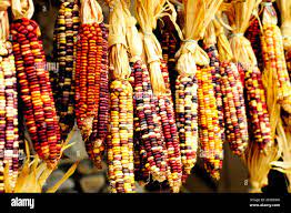 Colorful, non-gmo corn