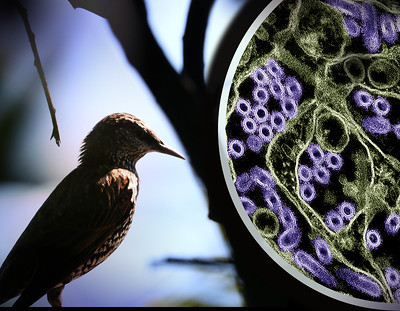 Photo of a wild bird. To the right is a colorized transmission electron micrograph of H5N1 virus particles (purple). H5N1 bird flu is widespread in wild birds worldwide, and in 2024 is causing a multistate outbreak in poultry and U.S. dairy cows. Bird photo by NIAID; micrograph, which has been repositioned and recolored by NIAID, is courtesy CDC. Credit: NIAID and CDC