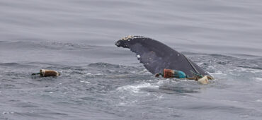 humpback whale entangled in fishing gear.